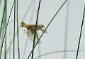 Sivsanger - Sedge Warbler (Acrocephalus schoenobaenus) 
